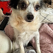 Blueberry joined the competition — help win amazing prizes! dog, small_dog, close_up, fluffy_fur, expressive_eyes, bed, blanket, cushion, indoors, pet, cute, curious, resting, comfort, animal, furry, canine, companion, domestic_animal, cute_pet