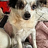 dog, small_dog, close_up, fluffy_fur, expressive_eyes, bed, blanket, cushion, indoors, pet, cute, curious, resting, comfort, animal, furry, canine, companion, domestic_animal, cute_pet