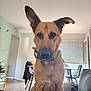 blinds, brown_dog, chair, close_up, collar, couch, curious, dog, ears, floor, furniture, home, indoor, light, living_room, pet, plant, sitting, table, window