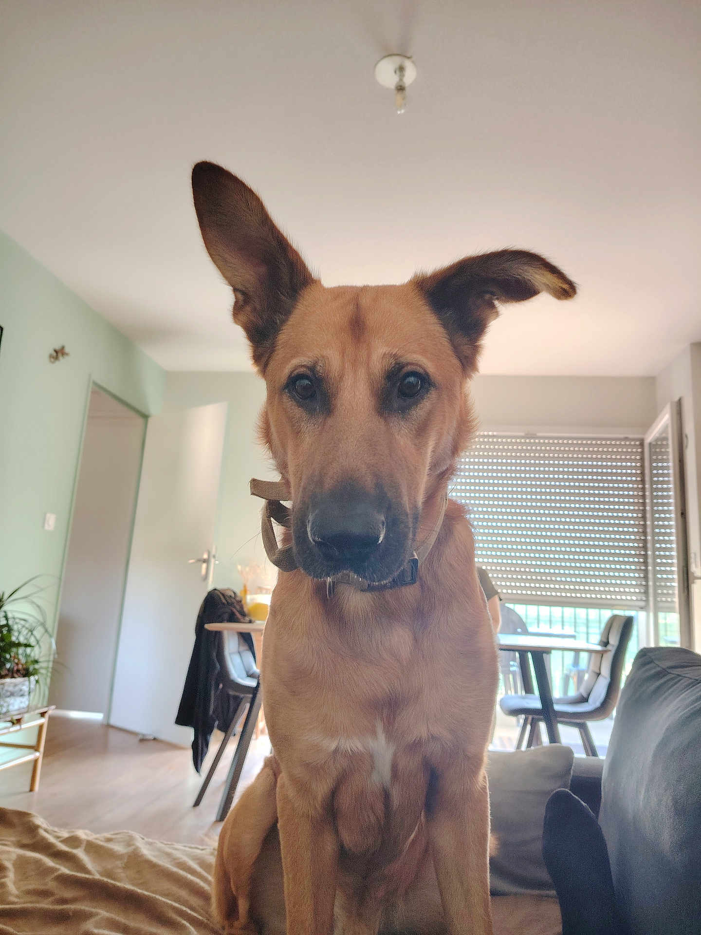 Tiger a rejoint le concours — aidez-le/la à gagner de superbes lots ! blinds, brown_dog, chair, close_up, collar, couch, curious, dog, ears, floor, furniture, home, indoor, light, living_room, pet, plant, sitting, table, window