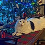 animal, black_spots, cat, chair, christmas_lights, christmas_tree, cozy, decorations, domestic_cat, festive, furniture, holiday, indoor, ornaments, pet, relaxing, table, table_runner, white_cat, wooden_table