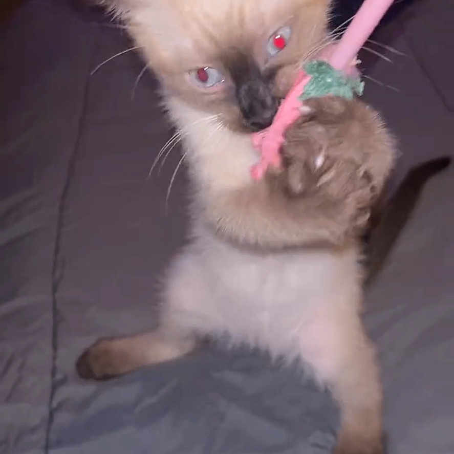 Thailand joined the competition — help win amazing prizes! kitten, siamese, toy, bed, indoor, pet, animal, small, cute, playful, fur, whiskers, ears, claws, standing, young, feline, domestic, pink, bedspread