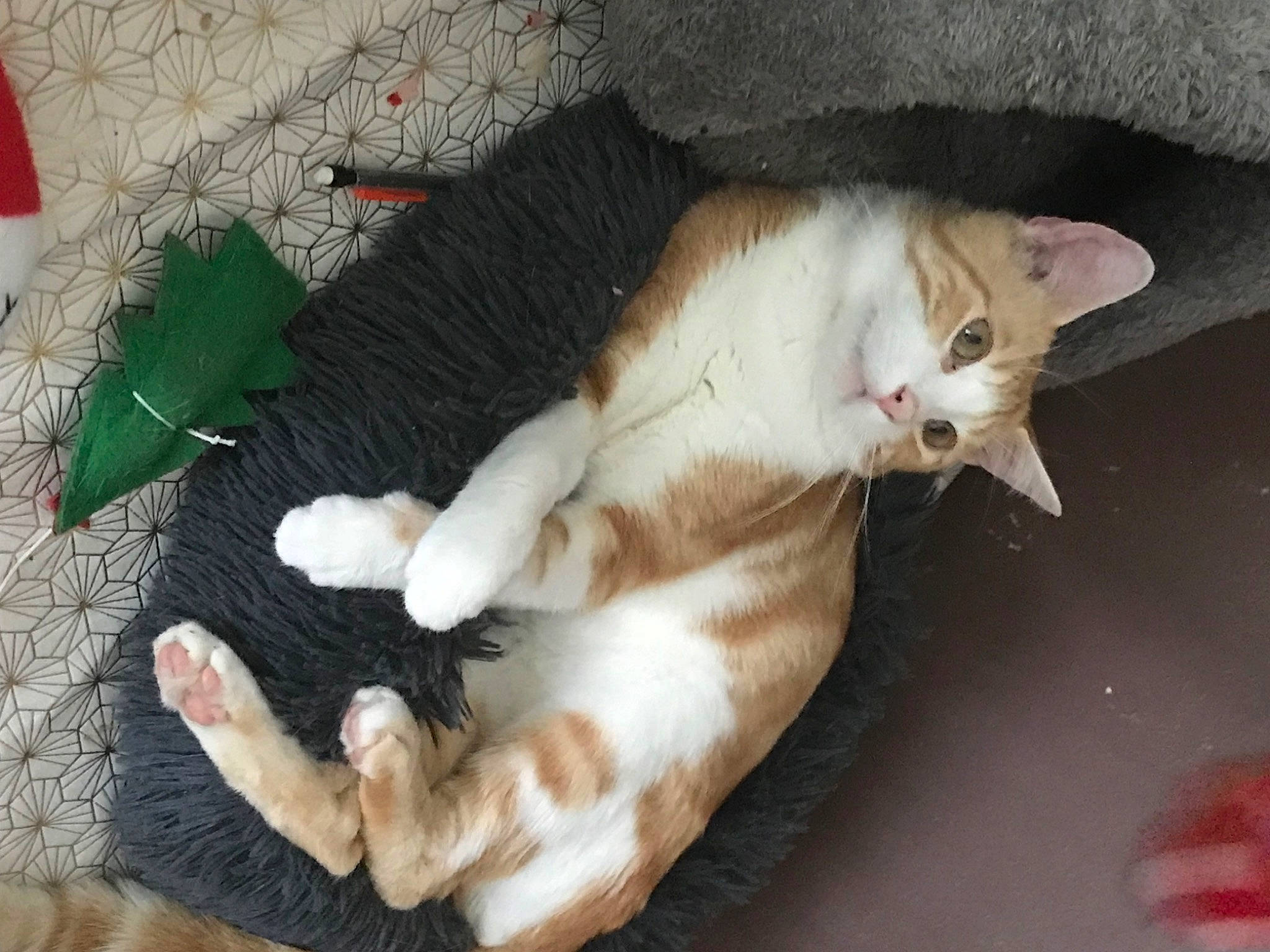 Snow a rejoint le concours — aidez-le/la à gagner de superbes lots ! carnivore, cat, claw, comfort, domestic_short_haired_cat, fawn, felidae, fur, mammal, paw, small_to_medium_sized_cats, snout, tail, vertebrate, whiskers