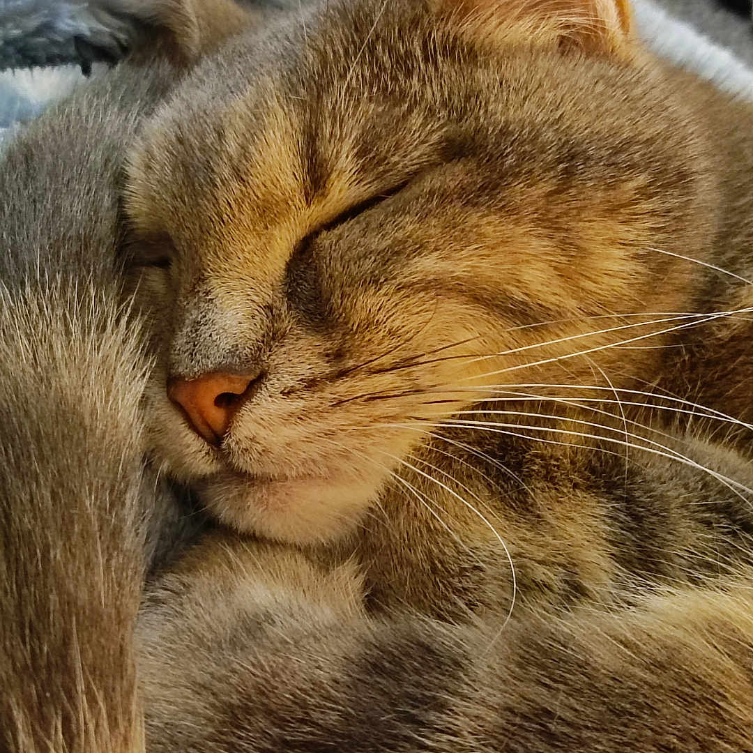 Hermine participe au concours pour gagner de l'argent avec cette photo : abyssinian, animal, blanket, cat, couch, furniture, kitten, manx, person, pet, siamese, sleeping