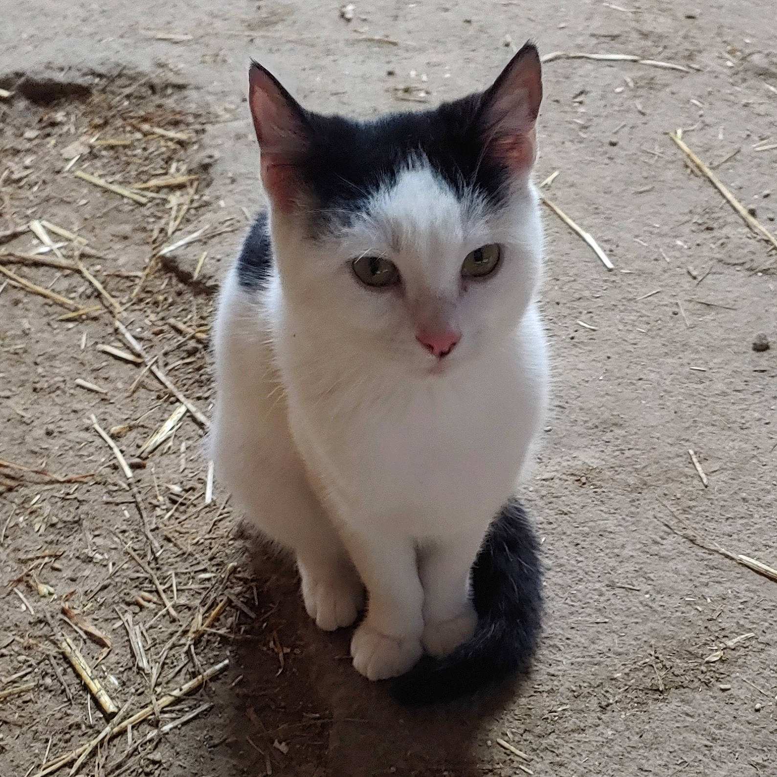 Henry joined the competition — help win amazing prizes! carnivore, cat, domestic_short_haired_cat, eye, fawn, felidae, fur, grass, paw, sitting, small_to_medium_sized_cats, snout, soil, tail, terrestrial_animal, whiskers