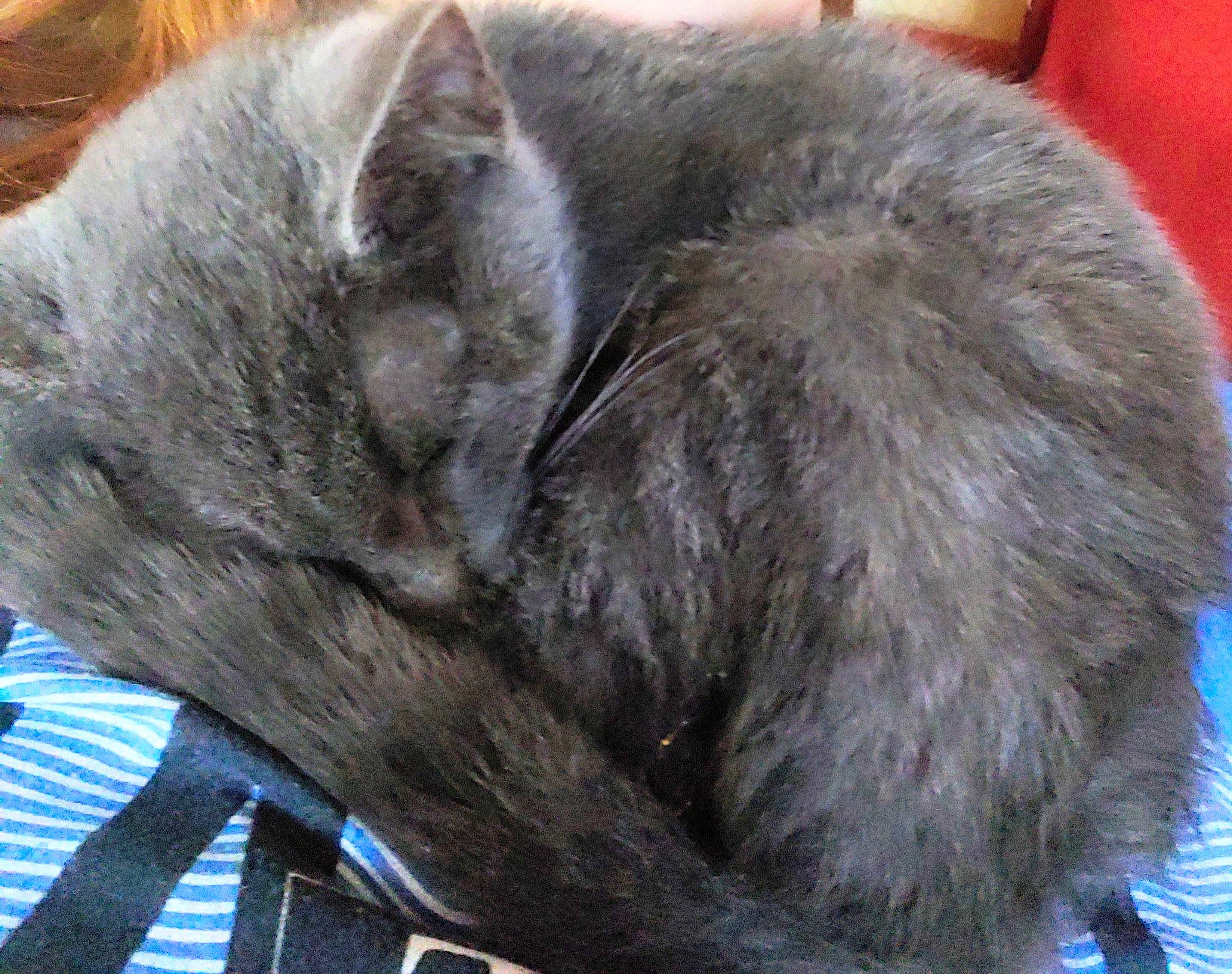 Tweedy joined the competition — help win amazing prizes! carnivore, cat, claw, comfort, domestic_short_haired_cat, electric_blue, felidae, fur, grey, nap, paw, small_to_medium_sized_cats, tail, terrestrial_animal, whiskers