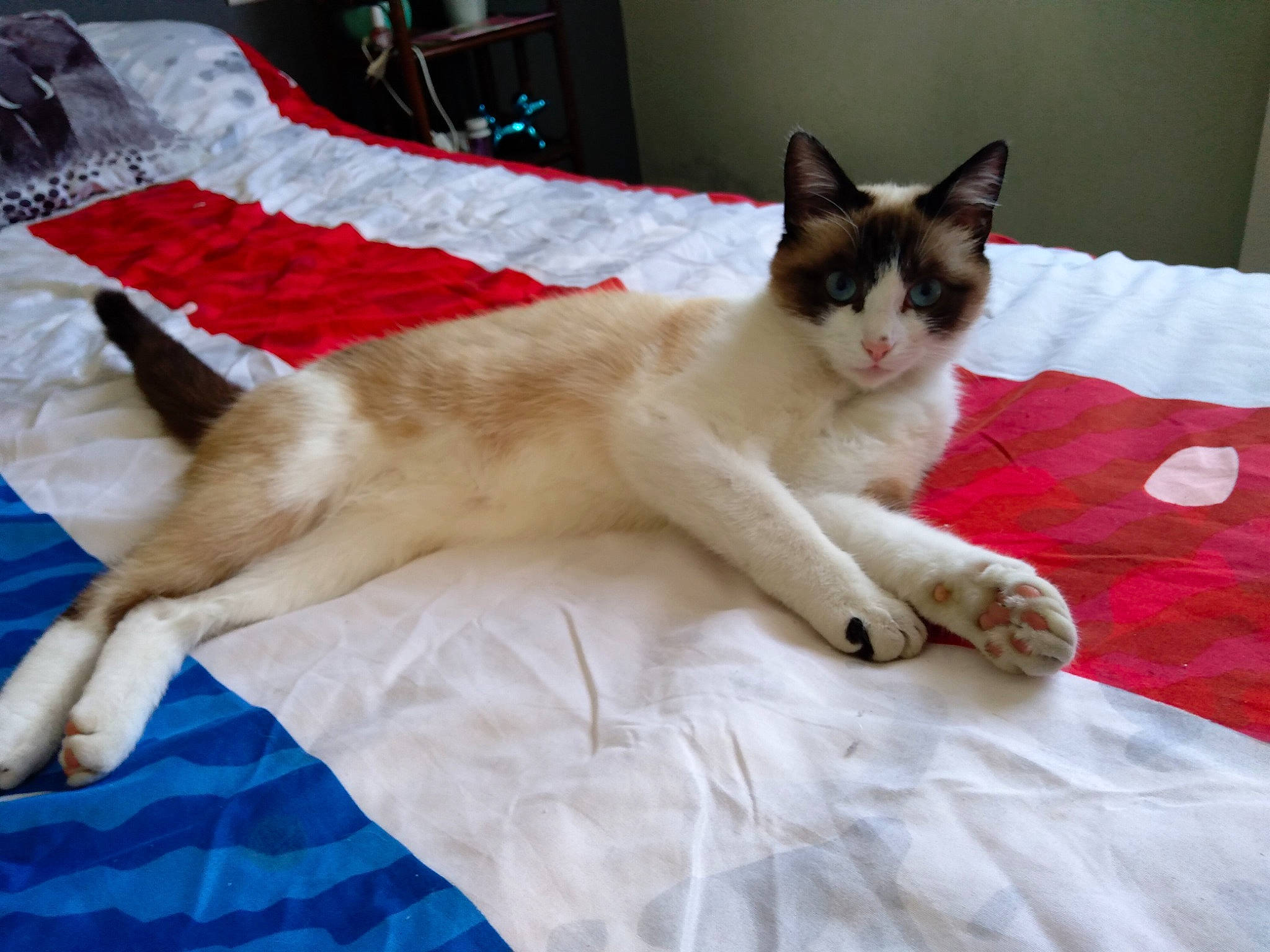 Cassie a rejoint le concours — aidez-le/la à gagner de superbes lots ! bedding, carnivore, cat, comfort, domestic_short_haired_cat, fawn, felidae, foot, fur, human_leg, linens, paw, room, sitting, small_to_medium_sized_cats, tail, whiskers