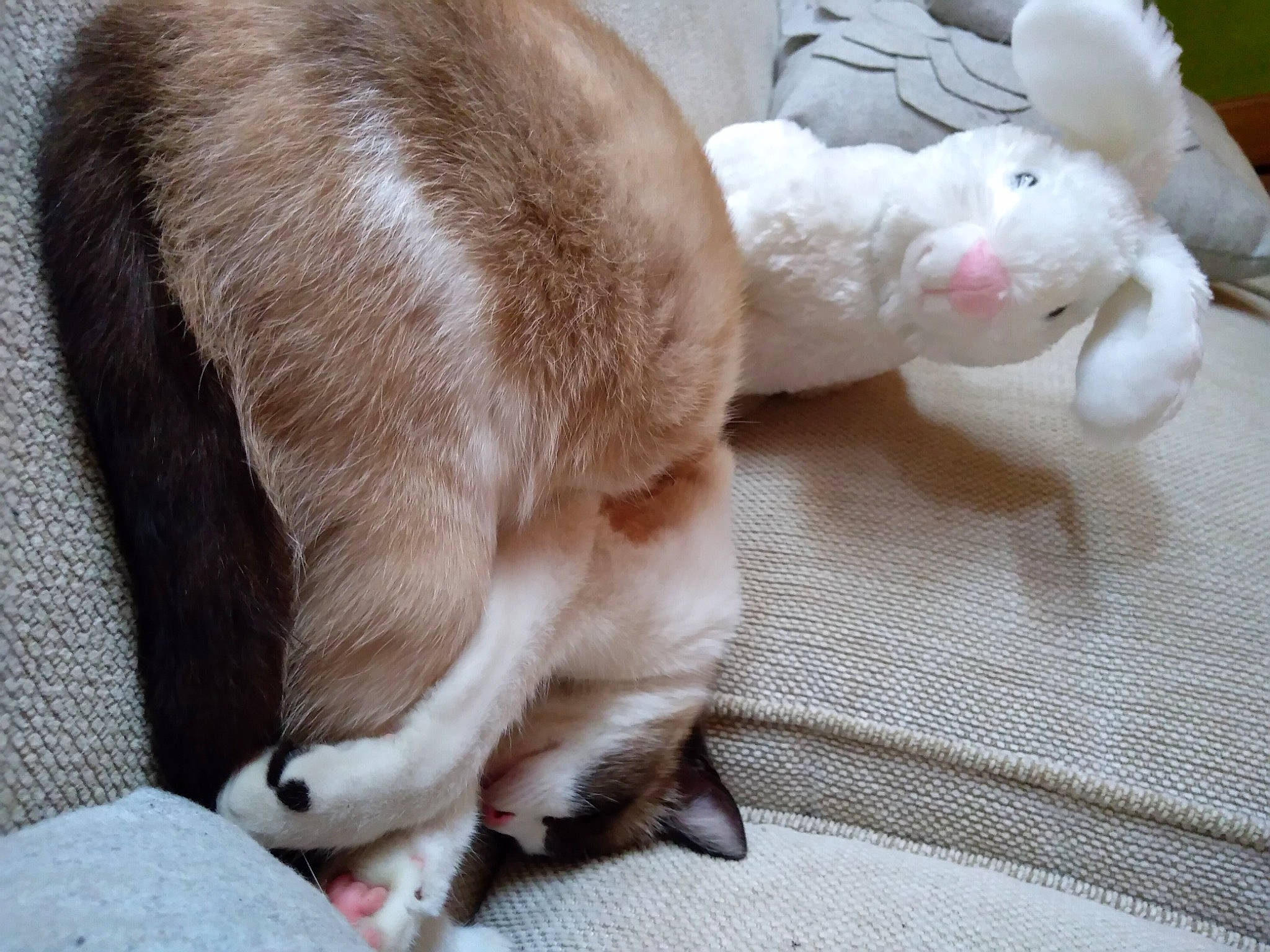 Cassie a rejoint le concours — aidez-le/la à gagner de superbes lots ! carnivore, cat, cat_supply, claw, collar, comfort, companion_dog, dog_breed, domestic_short_haired_cat, ear, fang, fawn, felidae, fur, paw, small_to_medium_sized_cats, snout, tail, terrestrial_animal, whiskers