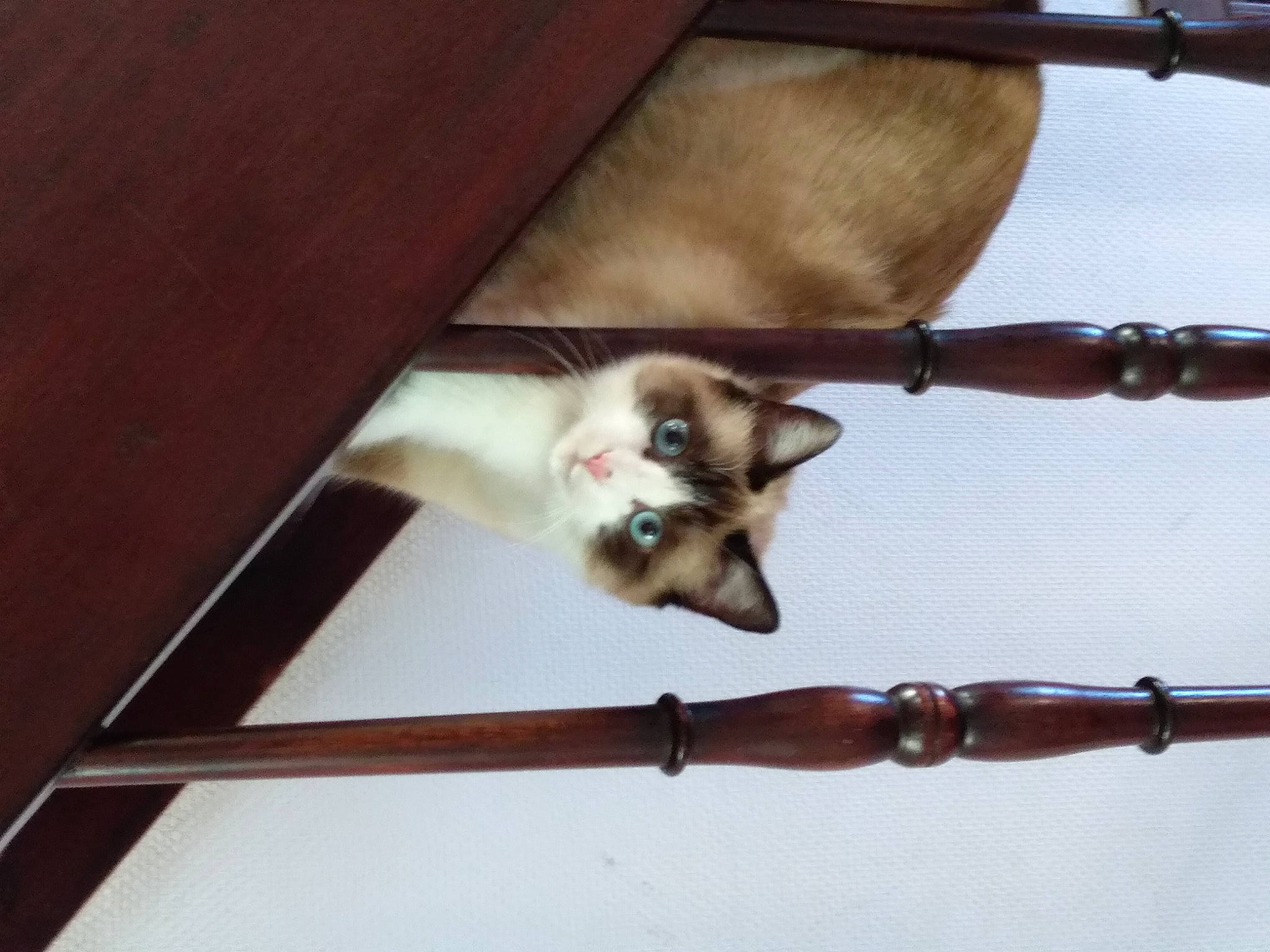 Cassie a rejoint le concours — aidez-le/la à gagner de superbes lots ! art, balinese, canidae, carnivore, cat, collar, fawn, felidae, fur, hardwood, metal, paw, pet_supply, siamese, small_to_medium_sized_cats, snout, tail, thai, whiskers, wood