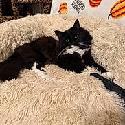 Berlioz joined the competition — help win amazing prizes! cats, tuxedo_cats, black_and_white, pets, felines, fluffy, lounging, sleeping, relaxed, green_eyes, whiskers, indoor, blanket, fluffy_blanket, pillow, pumpkins, cat_tree, leopard_print, cozy, portrait