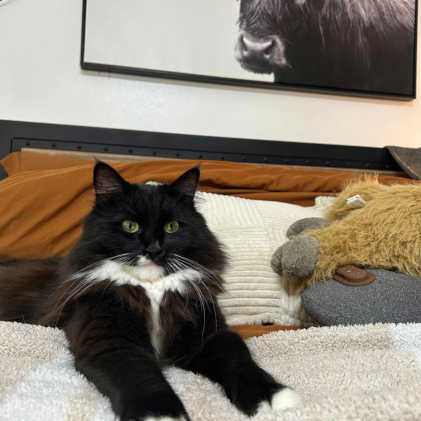 Berlioz joined the competition — help win amazing prizes! cat, black_and_white_cat, tuxedo_cat, pet, animal, feline, green_eyes, whiskers, long_fur, sitting, lying_down, bed, blanket, pillow, bedroom, indoor, home_decor, wall_art, longhorn, portrait