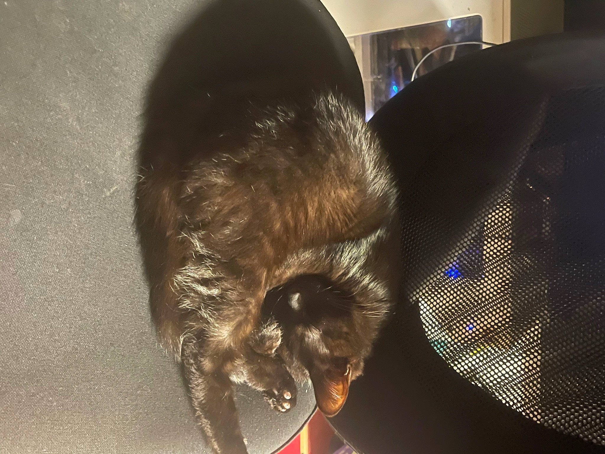 Crowley joined the competition — help win amazing prizes! audio_equipment, circle, eyelash, eyewear, fashion_accessory, flash_photography, fun, fur, hat, jaw, metal, personal_protective_equipment, reflection, shadow, snout, sporting_group