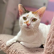 Miss Callie joined the competition — help win amazing prizes! animal_portrait, cat, closeup, curious, cute, domestic_animal, ears, face, feline, furry, green_eyes, indoor, lounging, pet, pink_background, relaxed, resting, soft_texture, whiskers, white_cat