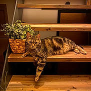 Maki a rejoint le concours — aidez-le/la à gagner de superbes lots ! animal, basket, cat, cozy, domestic_cat, feline, fur, greenery, home, indoor, lounging, paws, pet, plant, relaxed, stairs, striped, tabby_cat, wood, wooden_stairs