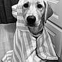 Beretta joined the competition — help win amazing prizes! animal, bathroom, black_and_white, cabinet, canine, close_up, curtain, cute, dog, expression, face, floor, fur, indoors, looking_at_camera, pet, portrait, striped, towel, wet