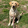 animal, canine, collar, cute, dog, domestic, ears, field, friendly, grass, labrador, leash, mammal, nature, obedient, outdoor, pet, portrait, sitting, sunlight