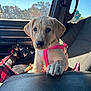 Beretta joined the competition — help win amazing prizes! animal, car, cute, daylight, dog, ears, inside_car, leather, looking, nose, paw, pet_bed, pink_harness, plaid_pattern, puppy, seat, sunlight, whiskers, window, young_dog