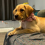 Beretta is registered to the contest to win money with this photo: animal, bow, brown_dog, canine, closeup, curtains, cute, decor, dog, domestic, floor, floral_blanket, furniture, home, indoor, lying_down, pet, puppy, relaxed, young_dog