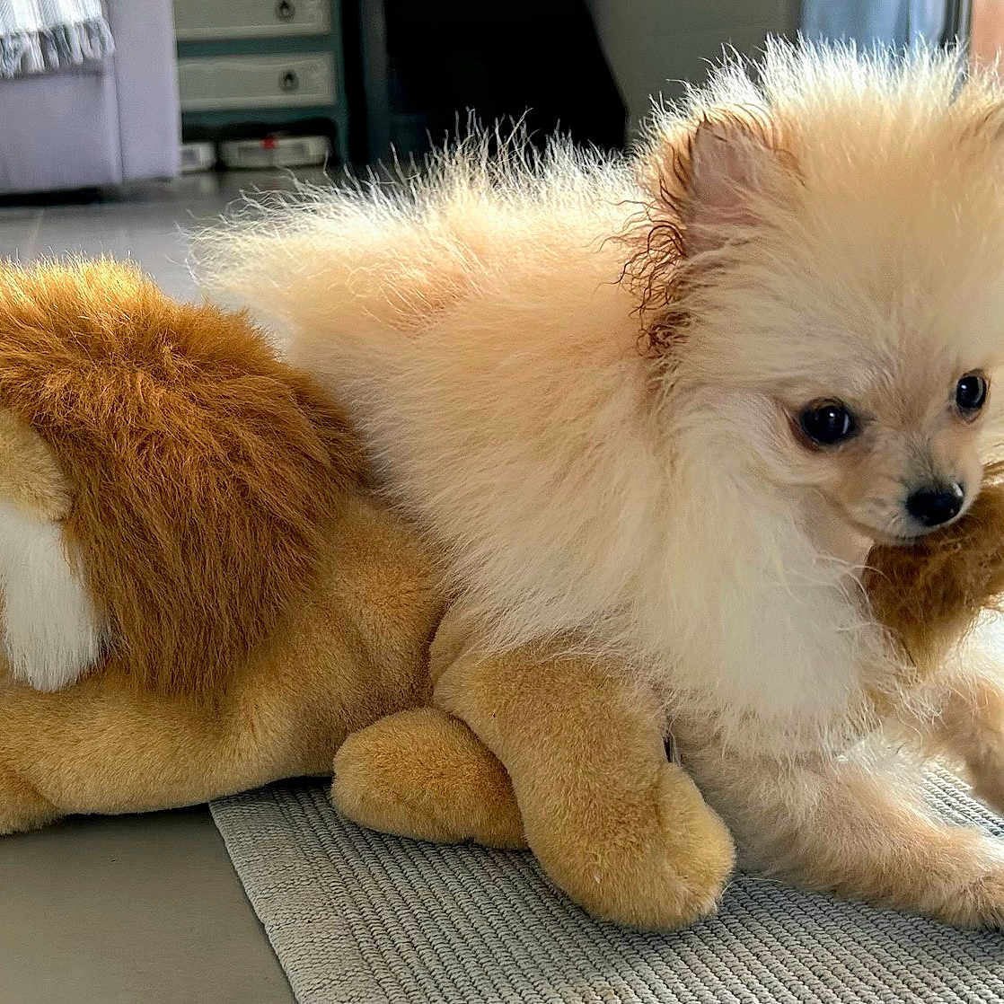 Phoebe