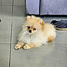 Phoebe participe au concours pour gagner de l'argent avec cette photo : dog, puppy, pomeranian, fluffy, cream_color, floor, tile, couch, slippers, pet, indoor, animal, fur, small_dog, cute, resting, domestic, companion, adorable, living_room