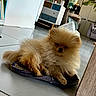 dog, pomeranian, slipper, indoor, floor, furniture, home, pet, animal, cute, fluffy, relaxed, small_dog, living_room, decor, cozy, brown, fur, resting, domestic