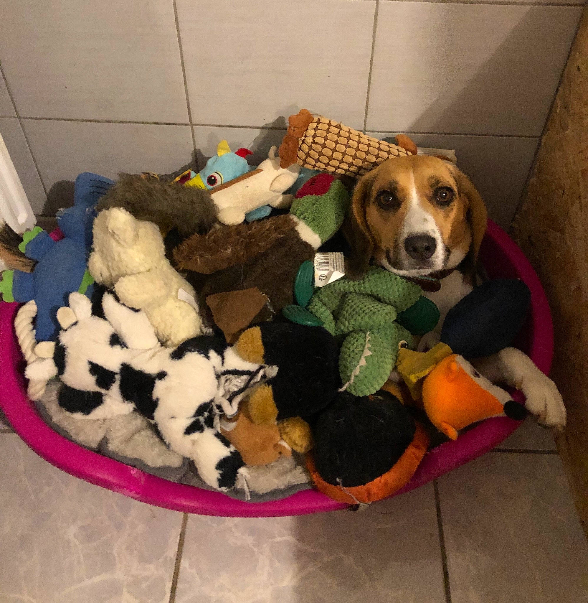 Pandora a rejoint le concours — aidez-le/la à gagner de superbes lots ! beagle, beagle_harrier, beaglier, canidae, carnivore, comfort, companion_dog, dog, dog_bed, dog_breed, dog_supply, finnish_hound, flooring, fur, hound, pet_supply, scent_hound, sporting_group, toy, working_animal