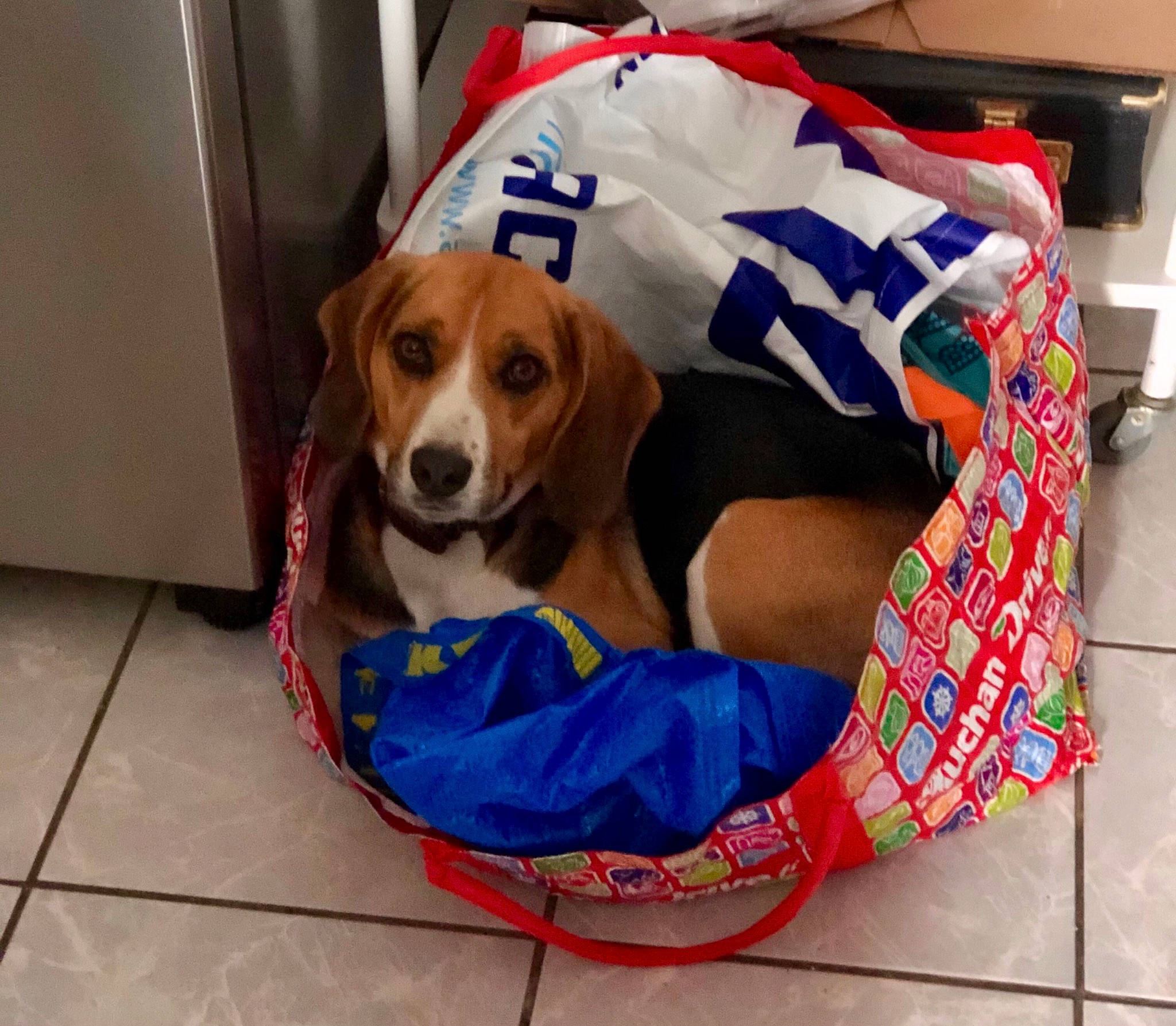 Pandora participe au concours pour gagner de l'argent avec cette photo : canidae, carnivore, collar, companion_dog, dog, dog_breed, dog_supply, flooring, hound, paw, pet_supply, puppy, recreation, scent_hound, snout, sporting_group, working_animal