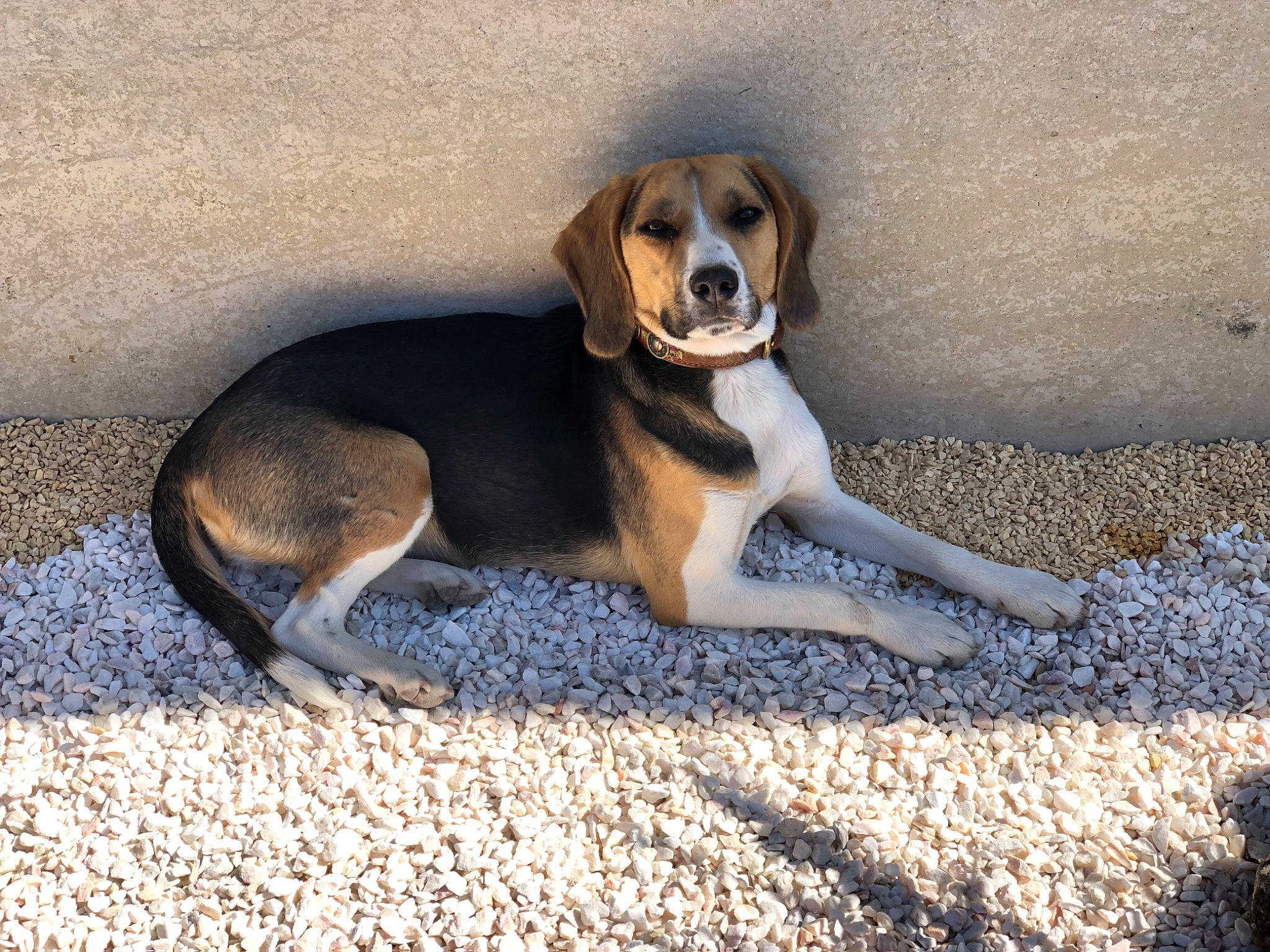 Pandora a rejoint le concours — aidez-le/la à gagner de superbes lots ! asphalt, canidae, carnivore, companion_dog, dog, dog_breed, fawn, hound, hunting_dog, pebble, road_surface, scent_hound, sitting, snout, soil, sporting_group, tail, tar, terrestrial_animal, working_dog