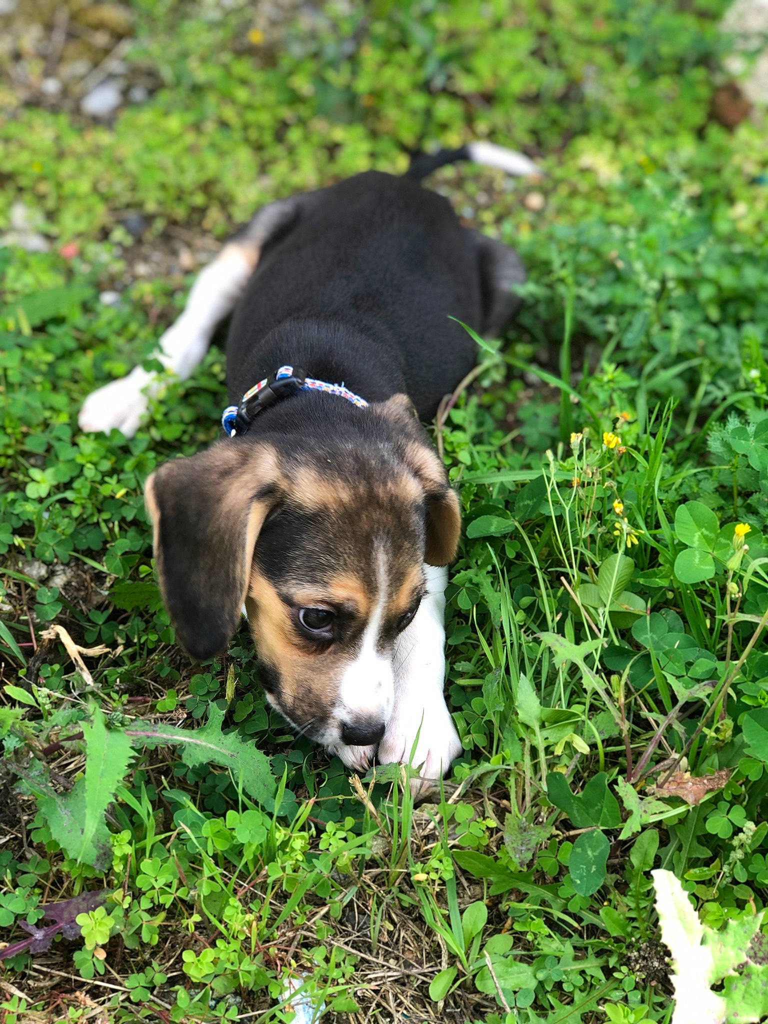 Pandora participe au concours pour gagner de l'argent avec cette photo : annual_plant, beagle, canidae, carnivore, companion_dog, dog, dog_breed, fawn, flower, grass, grassland, groundcover, herbaceous_plant, natural_landscape, plant, snout, soil, sporting_group, terrestrial_animal, working_animal