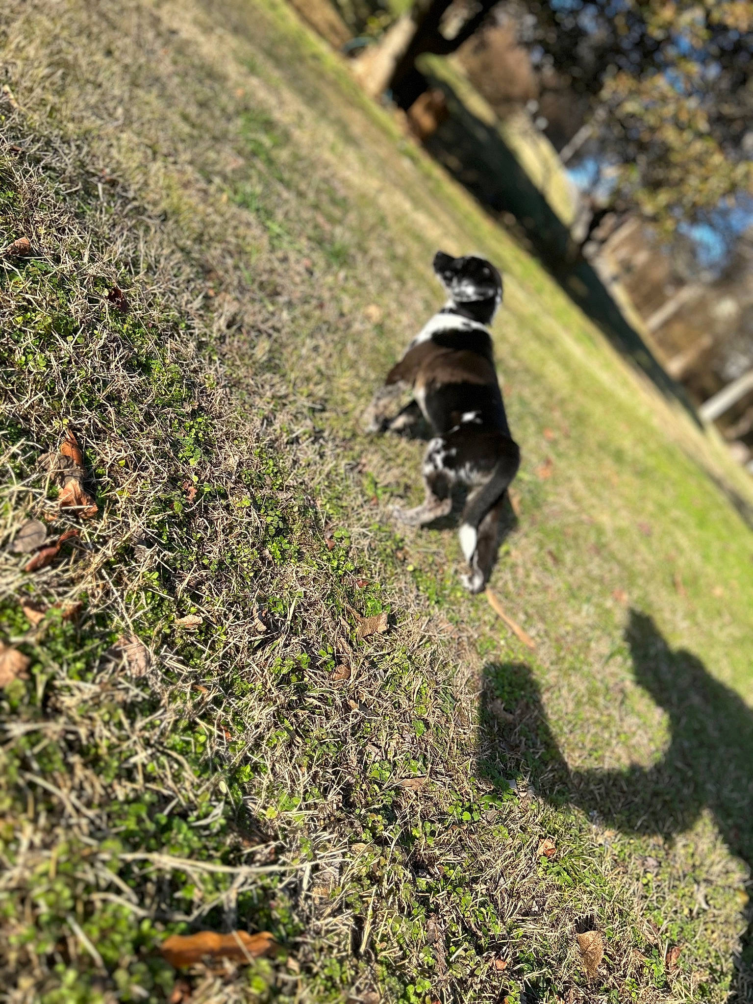 Drako joined the competition — help win amazing prizes! carnivore, dog_breed, grass, grass_family, grassland, groundcover, landscape, pasture, plant, recreation, road, rock, shadow, slope, soil, tail, terrestrial_animal, tree, wildlife, wood