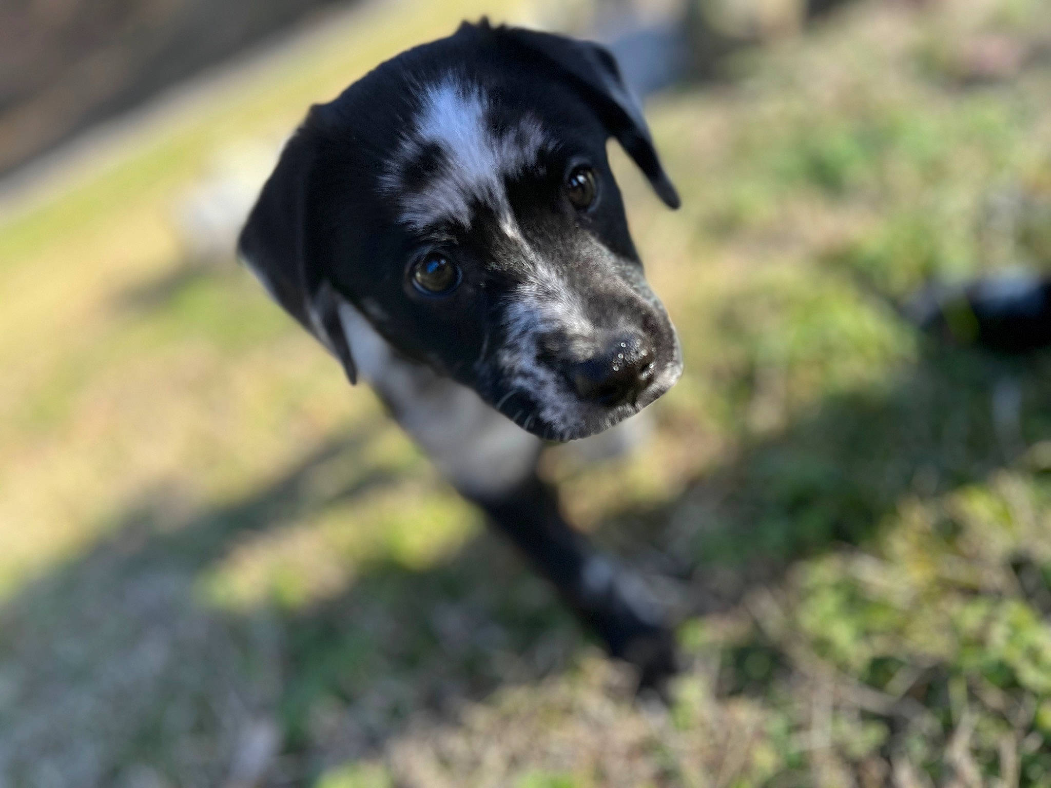 Drako is registered to the contest to win money with this photo: borador, carnivore, companion_dog, dog, dog_breed, grass, guard_dog, gun_dog, hunting_dog, personal_protective_equipment, pet_supply, plant, snout, sporting_group, terrestrial_animal, whiskers, working_animal, working_dog