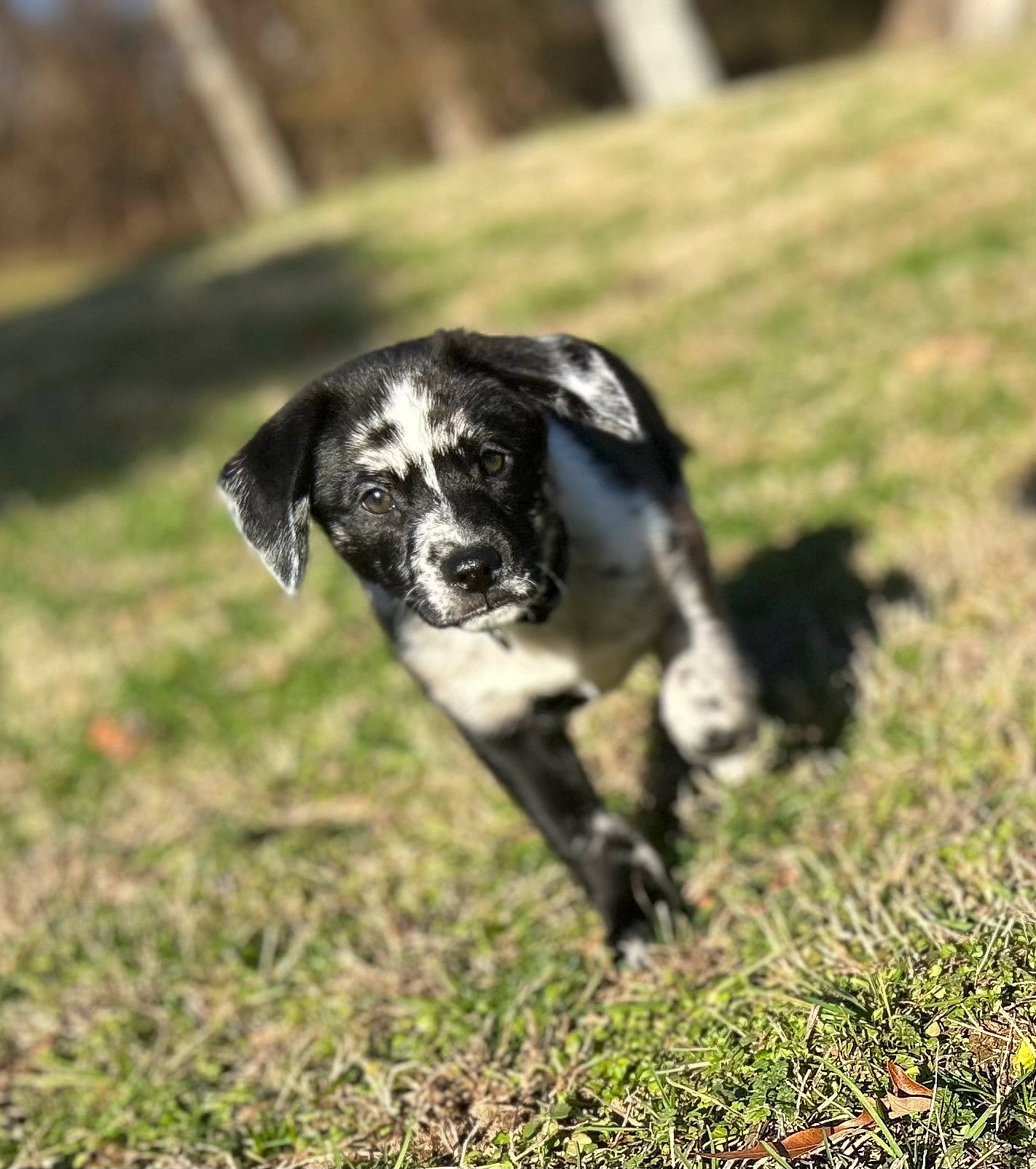 Drako is registered to the contest to win money with this photo: canidae, carnivore, companion_dog, dalmatian, dog, dog_breed, grass, grassland, gun_dog, hunting_dog, non_sporting_group, pasture, plant, snout, sporting_group, tail, terrestrial_animal, tree, working_animal, working_dog