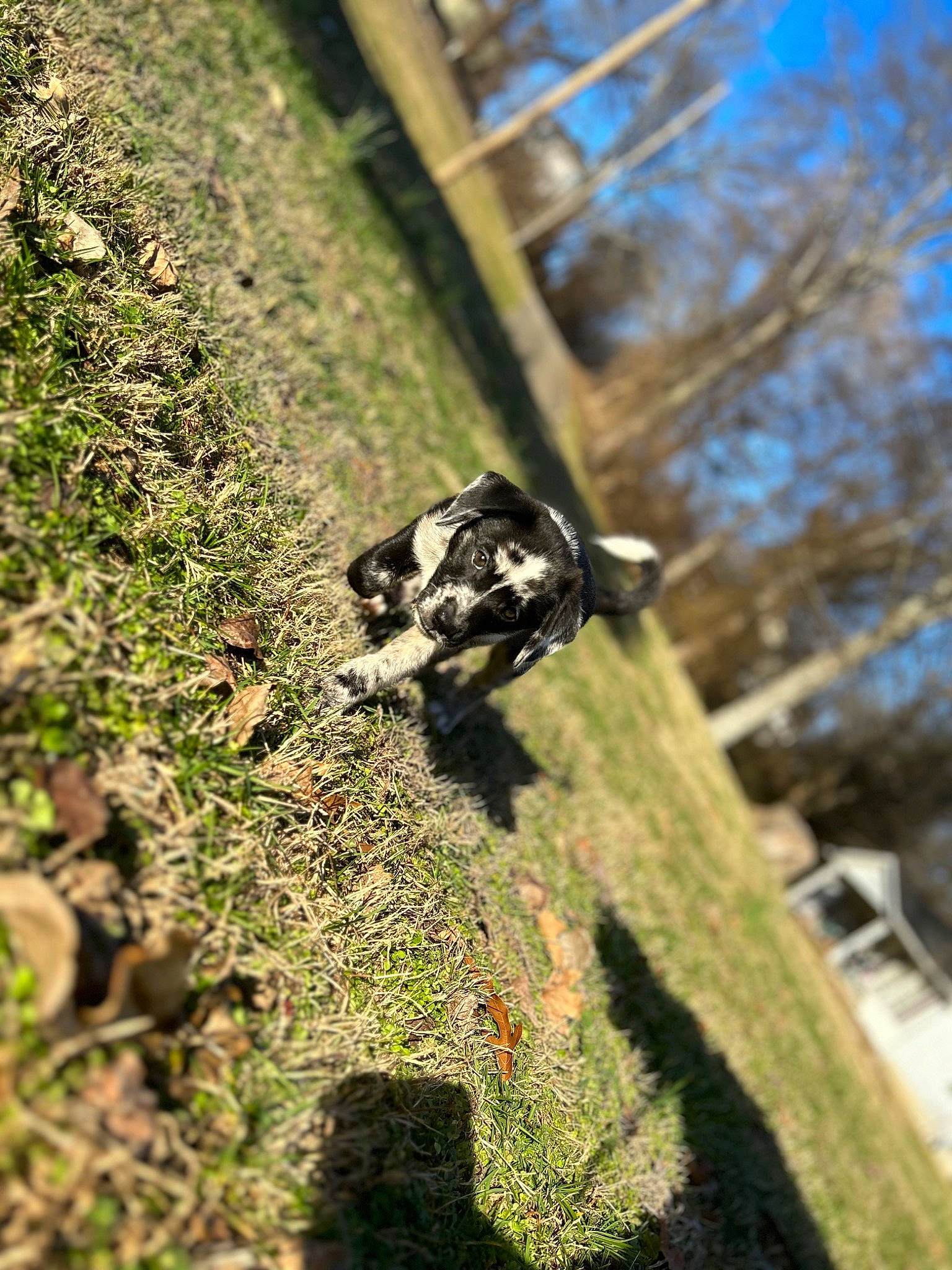 Drako joined the competition — help win amazing prizes! forest, fur, grass, groundcover, jungle, landscape, plant, plant_stem, rock, shadow, sky, snout, soil, sporting_group, terrestrial_animal, tree, trunk, twig, wildlife, wood