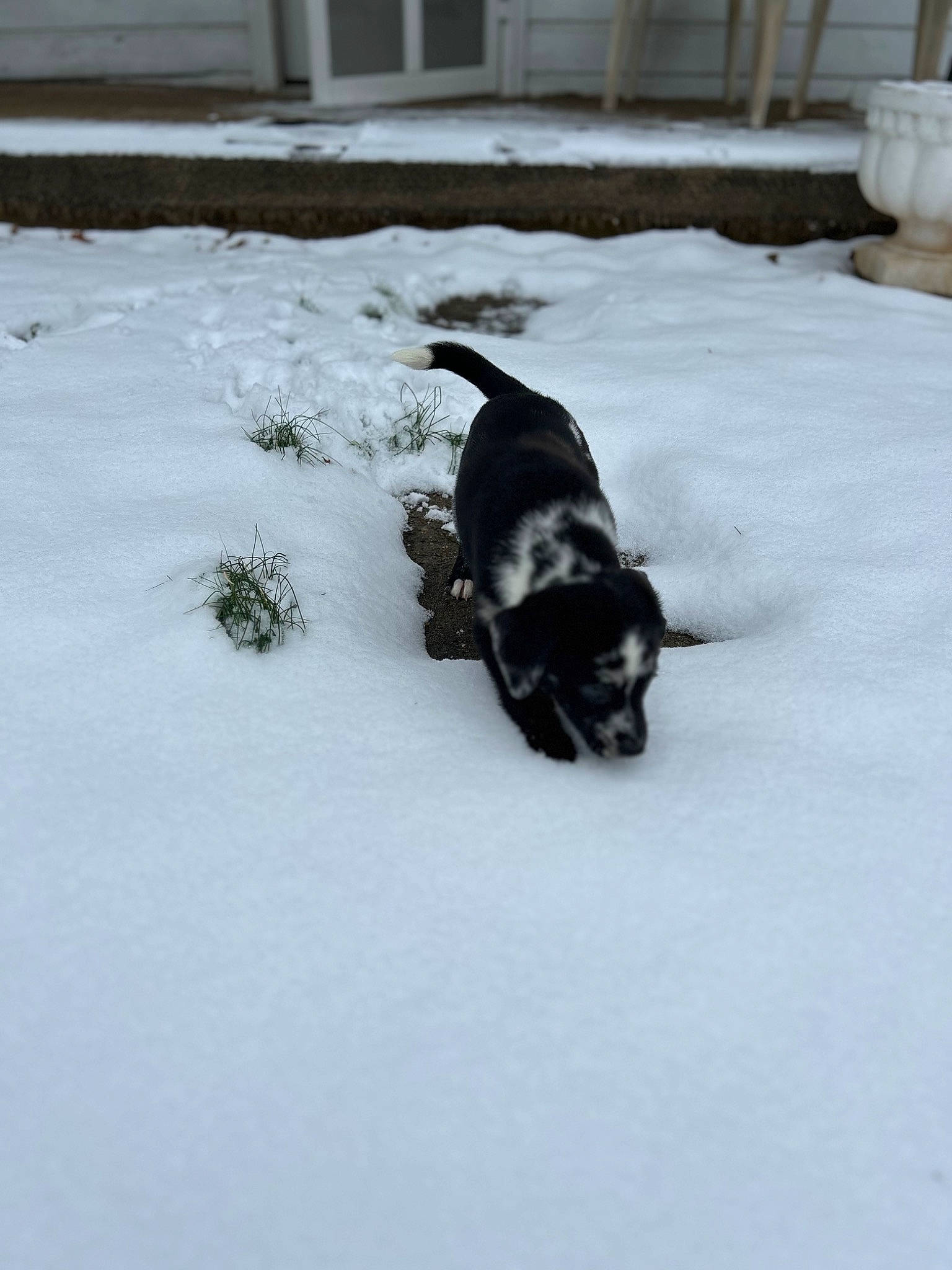 Drako is registered to the contest to win money with this photo: carnivore, companion_dog, dog, dog_breed, door, freezing, fur, guard_dog, hunting_dog, precipitation, snow, sporting_group, tail, window, winter, working_animal, working_dog