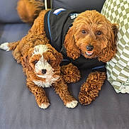 Raya And Remi joined the competition — help win amazing prizes! dog, puppy, curly_fur, brown_fur, white_fur, couch, pillow, indoor, pet, animal, cute, relaxed, laying_down, furniture, companion, domestic_animal, friendship, black_shirt, checkered_pillow, two_dogs