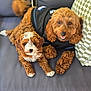 dog, puppy, curly_fur, brown_fur, white_fur, couch, pillow, indoor, pet, animal, cute, relaxed, laying_down, furniture, companion, domestic_animal, friendship, black_shirt, checkered_pillow, two_dogs