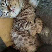 Michka participe au concours pour gagner de l'argent avec cette photo : adorable, animal, black_cat, cat, close_up, cozy, cuddling, cute, friendship, fur, indoors, kitten, pet, resting, sleeping, small, soft, tabby, whiskers, young