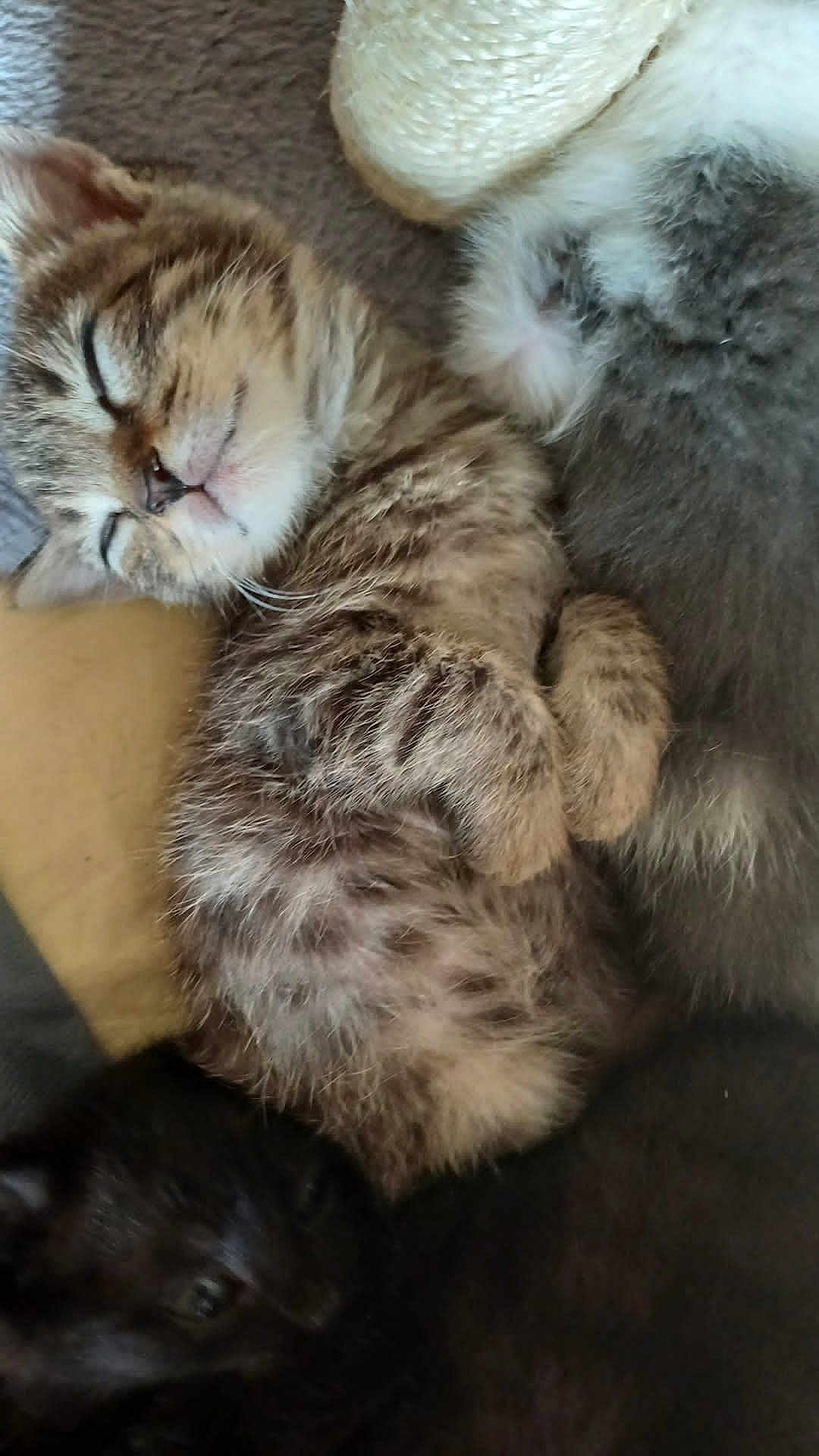 Michka participe au concours pour gagner de l'argent avec cette photo : adorable, animal, black_cat, cat, close_up, cozy, cuddling, cute, friendship, fur, indoors, kitten, pet, resting, sleeping, small, soft, tabby, whiskers, young