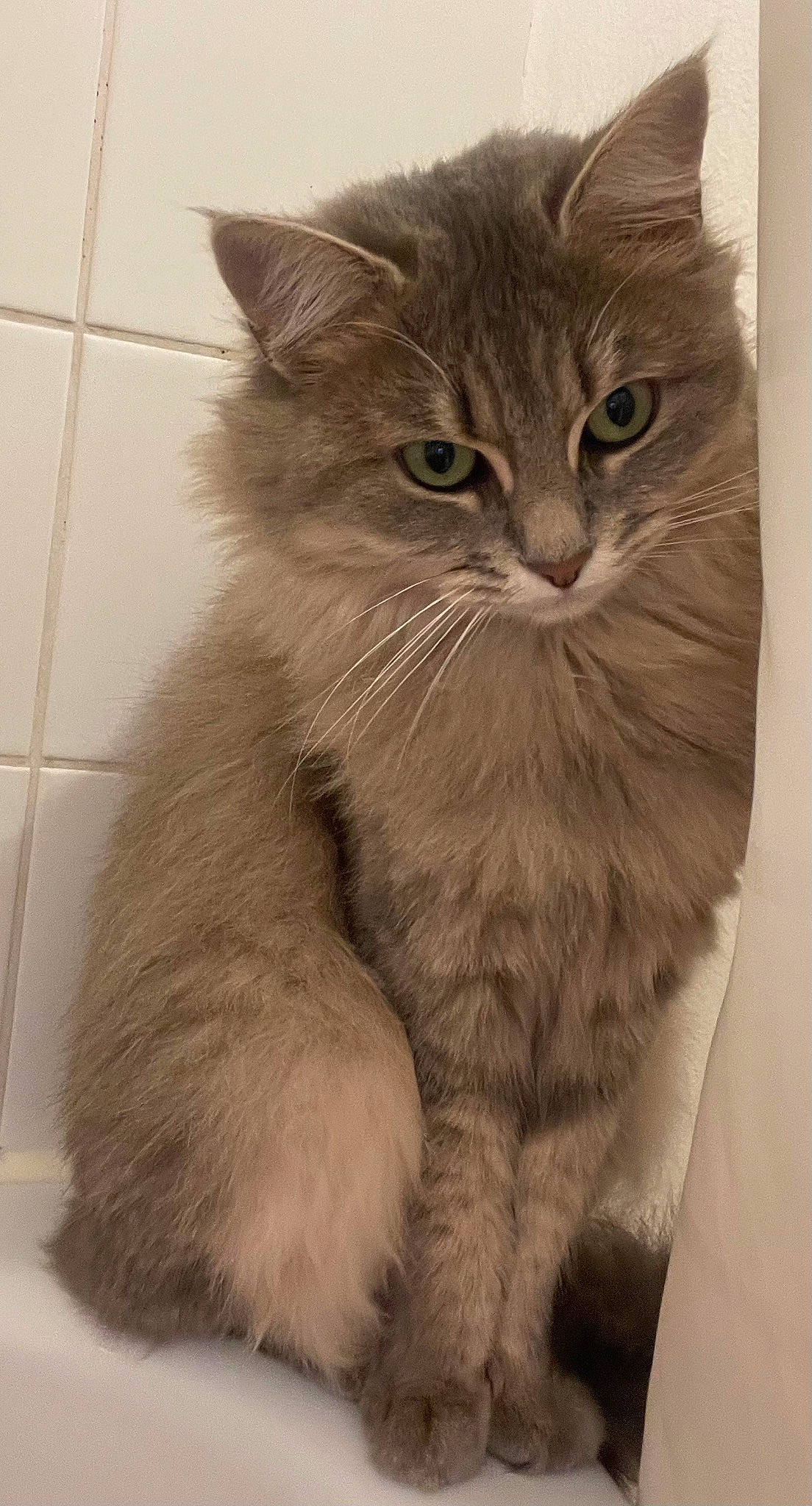 Myrtille participe au concours pour gagner de l'argent avec cette photo : box, british_longhair, carnivore, cat, claw, comfort, domestic_short_haired_cat, eye, fawn, felidae, fur, paw, small_to_medium_sized_cats, snout, tail, terrestrial_animal, whiskers, window