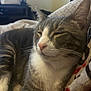 Kylo Ren is registered to the contest to win money with this photo: cat, tabby, gray, white, pet, animal, feline, sleeping, cozy, blanket, closeup, whiskers, indoor, resting, cute, soft, fur, relaxed, comfort, domestic