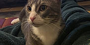 Kylo Ren joined the competition — help win amazing prizes! cat, gray_cat, white_cat, pet, feline, indoor, blanket, toy, yellow_toy, living_room, pumpkin, decor, furniture, cozy, alert, curious, close_up, domestic_animal, resting, couch