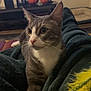 cat, gray_cat, white_cat, pet, feline, indoor, blanket, toy, yellow_toy, living_room, pumpkin, decor, furniture, cozy, alert, curious, close_up, domestic_animal, resting, couch