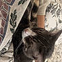 Kylo Ren joined the competition — help win amazing prizes! cat, tabby_cat, blanket, floral_pattern, sweatshirt, leaf_design, pet, indoor, cozy, resting, whiskers, fur, animal, comfort, relaxed, bed, fabric, soft, domestic, cute