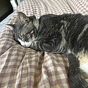 Kylo Ren is registered to the contest to win money with this photo: cat, sleeping, gray_tabby, blanket, indoor, pet, fur, resting, cozy, relaxation, whiskers, tail, comfort, domestic_cat, cute, feline, close_up, nap, bed, soft