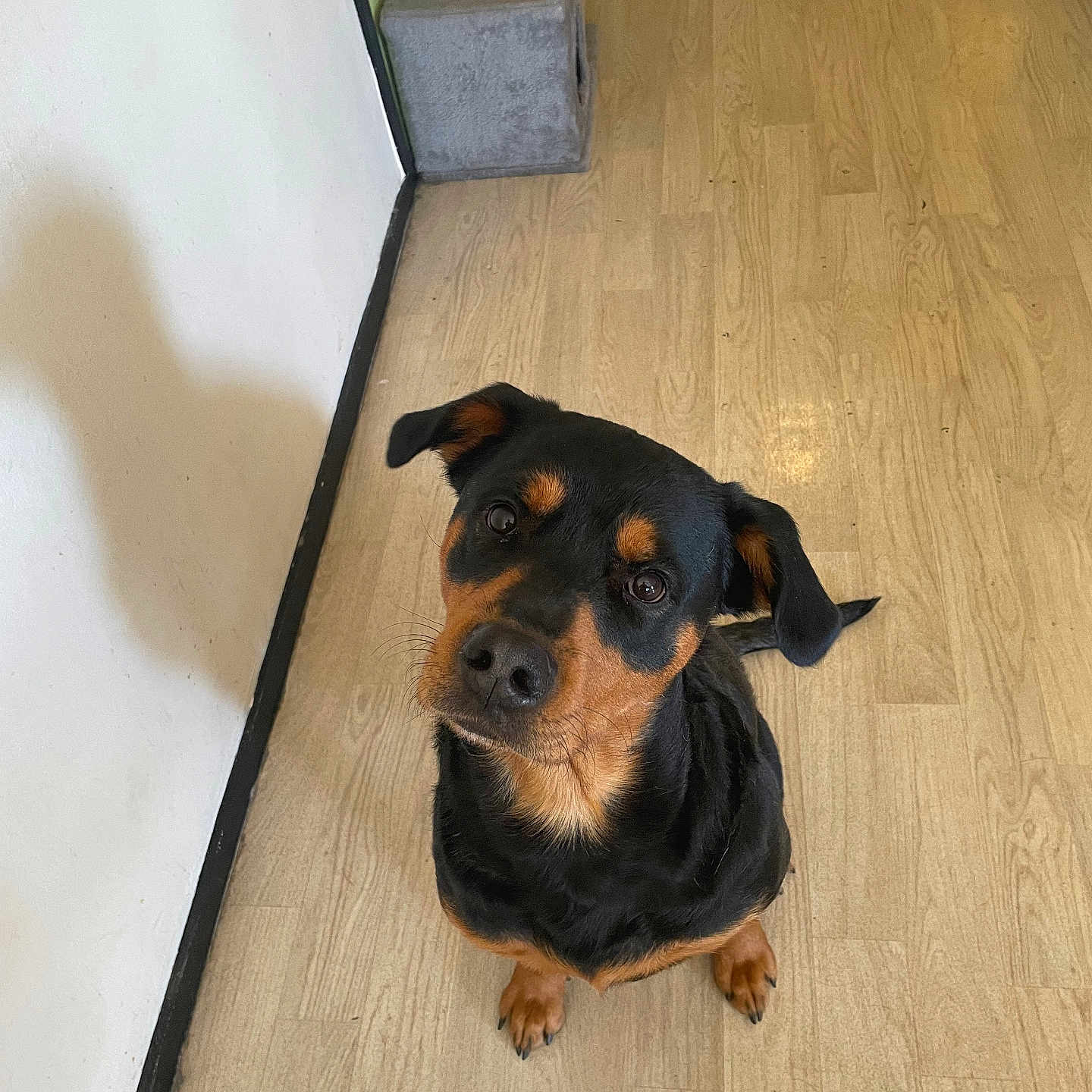 Mia participe au concours pour gagner de l'argent avec cette photo : animal, appenzeller, beagle, canine, dog, door, hardwood, hound, indoors, interiordesign, labradorretriever, pet, plywood, puppy, snout, stainedwood, tile, wood