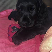 Bloo participe au concours pour gagner de l'argent avec cette photo : puppy, dog, black_puppy, pet, blanket, pink_blanket, toy, rubber_toy, paw, fur, eyes, close_up, portrait, indoor, couch, bed, sleepy, cute, domestic_animal, playtime