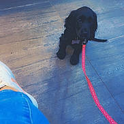 Bloo participe au concours pour gagner de l'argent avec cette photo : animal, black_dog, blue_pants, casual_clothing, curious, dog, floor, footwear, indoor, leash, looking_up, person_leg, pet, pink_leash, puppy, shoe, sitting, small_dog, sneaker, tile_floor