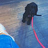 animal, black_dog, blue_pants, casual_clothing, curious, dog, floor, footwear, indoor, leash, looking_up, person_leg, pet, pink_leash, puppy, shoe, sitting, small_dog, sneaker, tile_floor