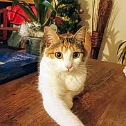 Huguette participe au concours pour gagner de l'argent avec cette photo : cat, calico_cat, stretching, table, wooden_table, indoor, houseplant, bookshelf, christmas_tree, decorations, curious, pet, feline, fur, whiskers, paw, home, cozy, holiday, interior