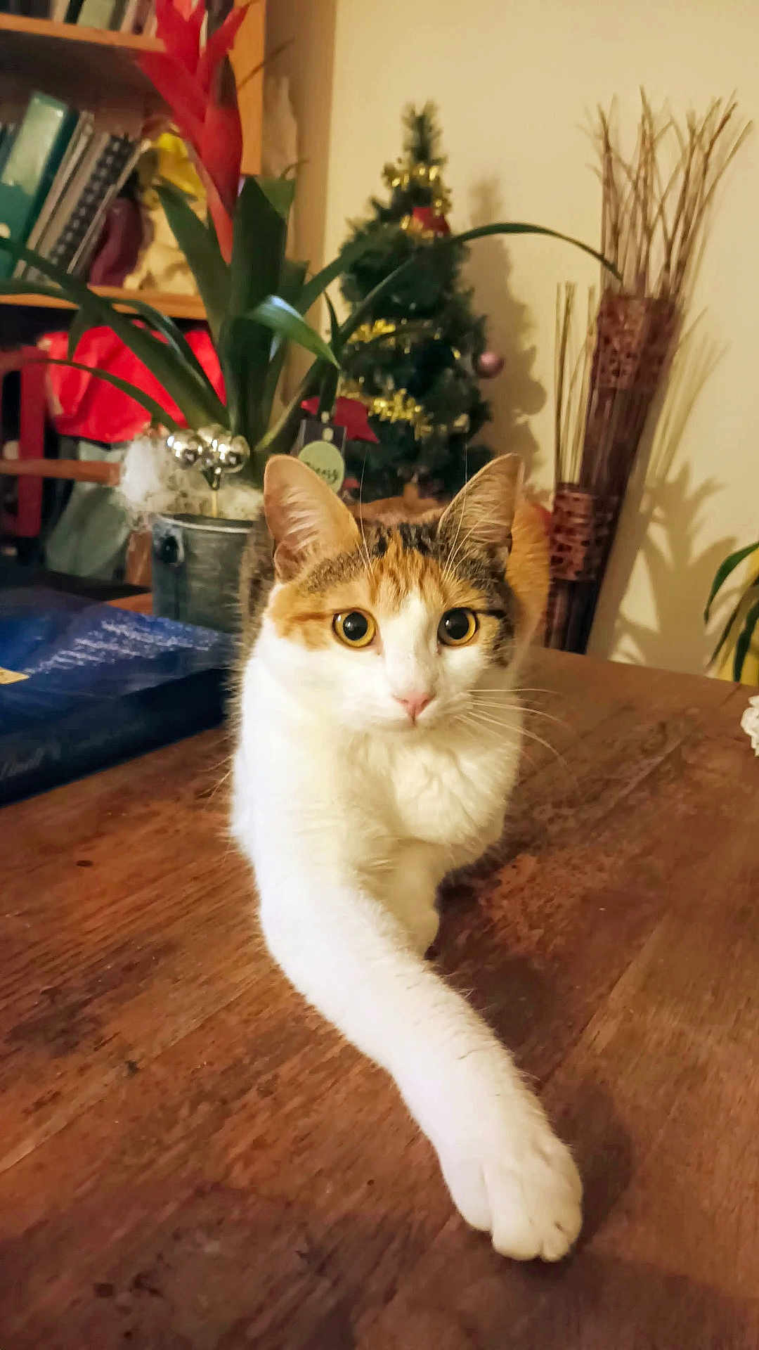 Huguette participe au concours pour gagner de l'argent avec cette photo : cat, calico_cat, stretching, table, wooden_table, indoor, houseplant, bookshelf, christmas_tree, decorations, curious, pet, feline, fur, whiskers, paw, home, cozy, holiday, interior